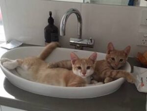 Two kittens in a bathroom sink.